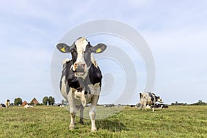 Cow in field standing full length in front view, milk cattle black and white, Holstein, a blue sky