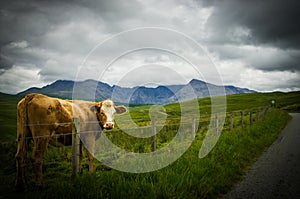 Cow in a field in stormy weather