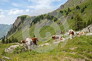 cow flock feed on cattle range