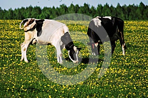 Cow on flower meadow.