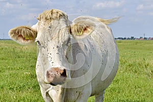 Cow with fly's on his head