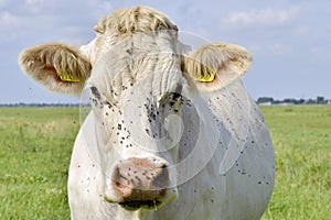 Cow with fly's on his head