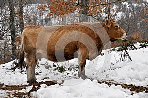 Cow in a forest, Basque Country (Spain)