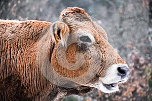 Cow in a forest, Basque Country (Spain)