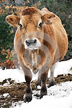 Cow in a forest, Basque Country, Spain