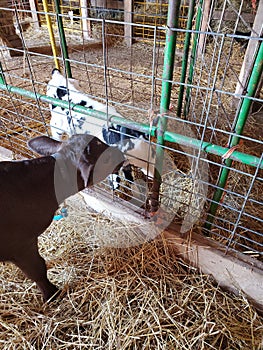 Cow friends forever buddies pals photo