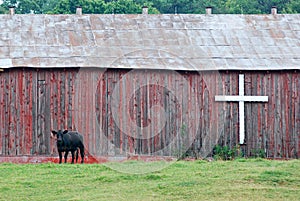 Cow in front of barn with cross