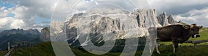 Cow in front of Dolomite mountains