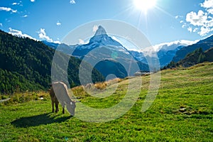 Cow in front of Matterhorn mountain in Switzerland beautiful evening including sun and lens flares