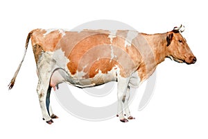 Cow full length. Beautiful young cow isolated on white. Funny red and white spotted cow portrait close up.