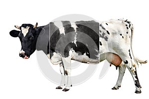 Cow full length isolated on white background