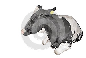 Cow full length isolated on a white background. Funny black and white lying cow close up. Farm animal