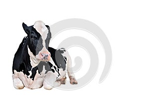 Cow full length isolated on a white background. Funny black and white lying cow looking into camera. Farm animal