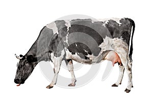 Cow full length isolated on white background. Spotted black and white cow standing in front of white background. Farm animals