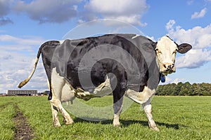 Cow full length side view in a field black and white, round udder, standing milk cattle, in the Netherlands