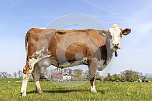 Cow full length side view, standing milk cattle red and white, a blue sky and green grassland field in the Netherlands