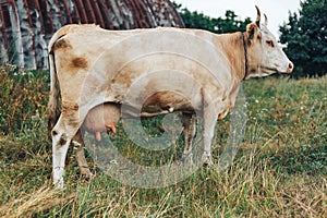Cow with full udder standing on farm