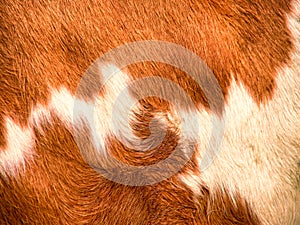Cow fur background 23