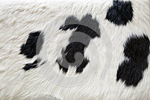 Cow fur