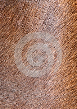 Cow fur skin background or texture