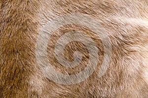 Cow fur texture