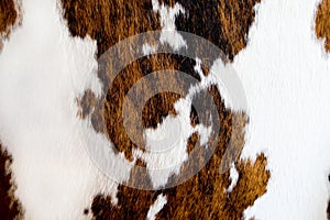 Cow fur texture