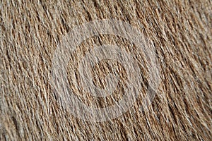 Cow fur texture