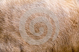 Cow fur texture