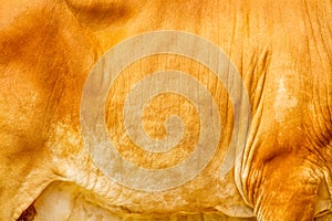 Cow fur texture line patterns abstract for brown gold background