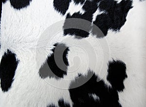 Cow fur