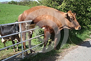 Cow and Gate. photo