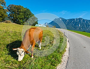 Cow on German Alpine Road Bavaria