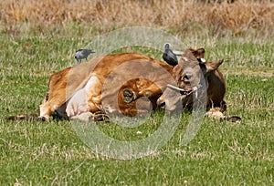 Cow getting pecked by birds