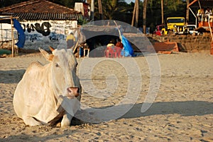 Cow on Goa Beach