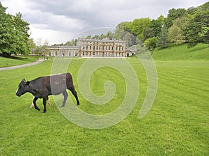 Cow in grand surroundings