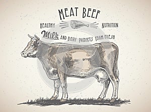 Cow in graphic style, and inscriptions.