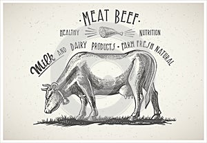 Cow in graphical style.