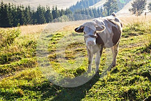 Cow on grass