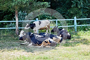 Cow on the grass, a cow lies