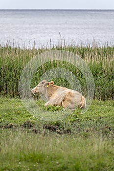 Cow on grass at Oresund green shore, near Niva, Denmark