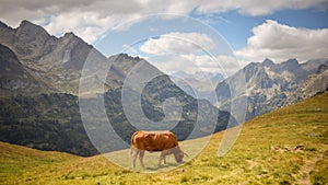 Cow grassing in pyrenees valley