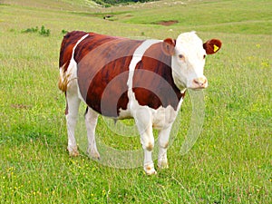 Cow And Grassland