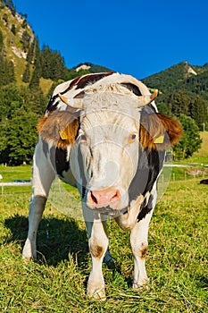 Cow in grassland