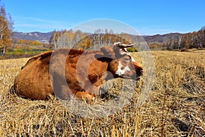 The cow on the grassland in autumn