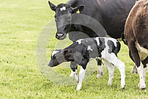 Cow on grassland, New Zealand