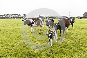 Cow on grassland, New Zealand