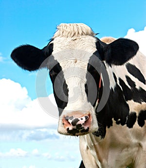 Cow in a grassland in northern of Germany