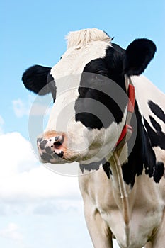 Cow in a grassland in northern of Germany