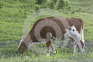 Cow graze in the meadow