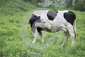 Cow graze in the meadow